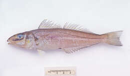 Image of Stout whiting