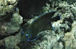 Image of Half-circled Angelfish