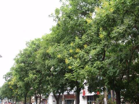 Image of Golden-rain tree