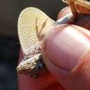 Image of Sagua de Tanamo  Anole