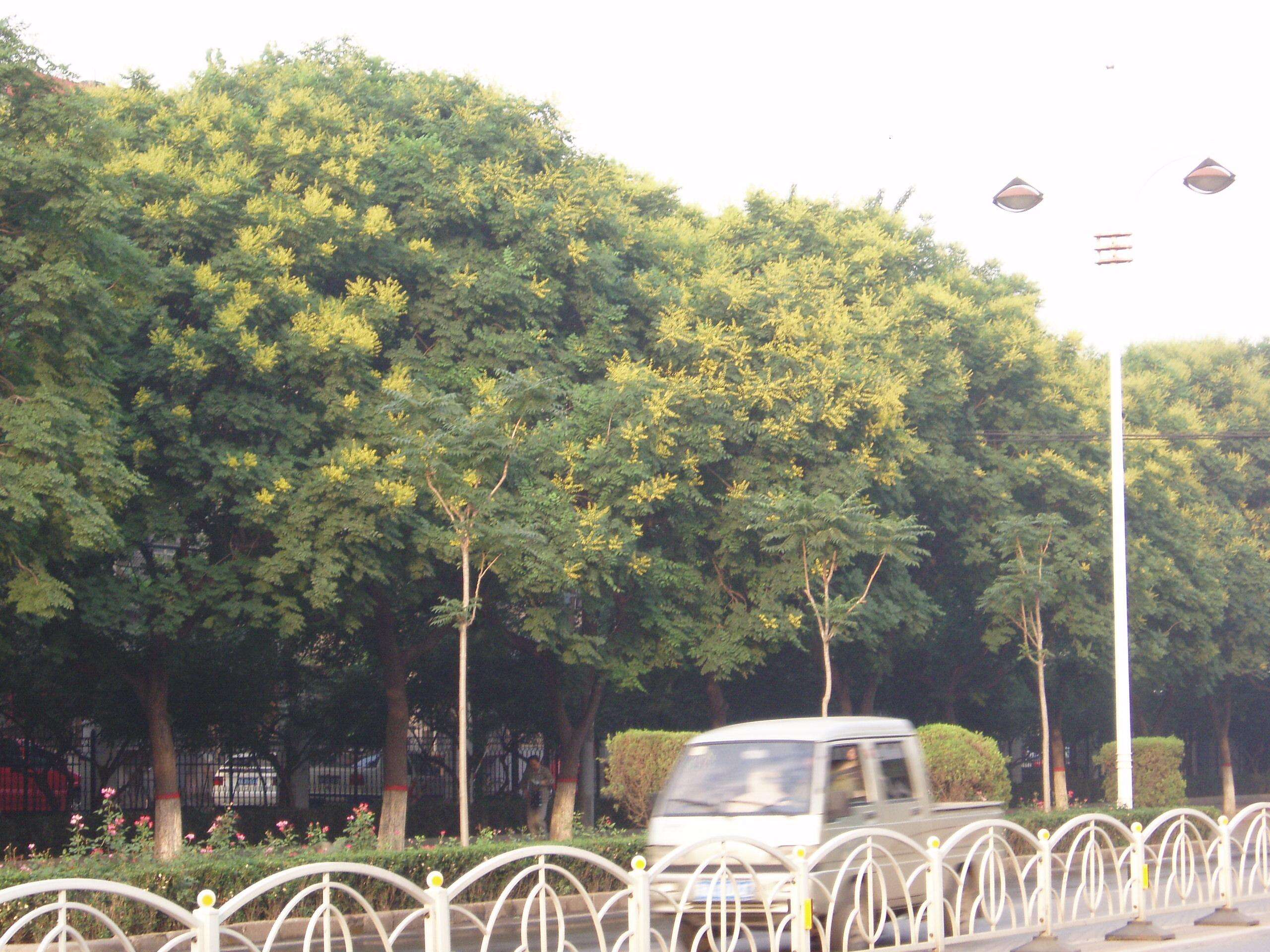 Image of Golden-rain tree