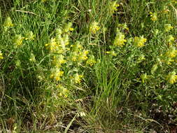 Image of Melampyrum carstiense (Ronn.) Fritsch