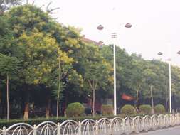 Image of Golden-rain tree