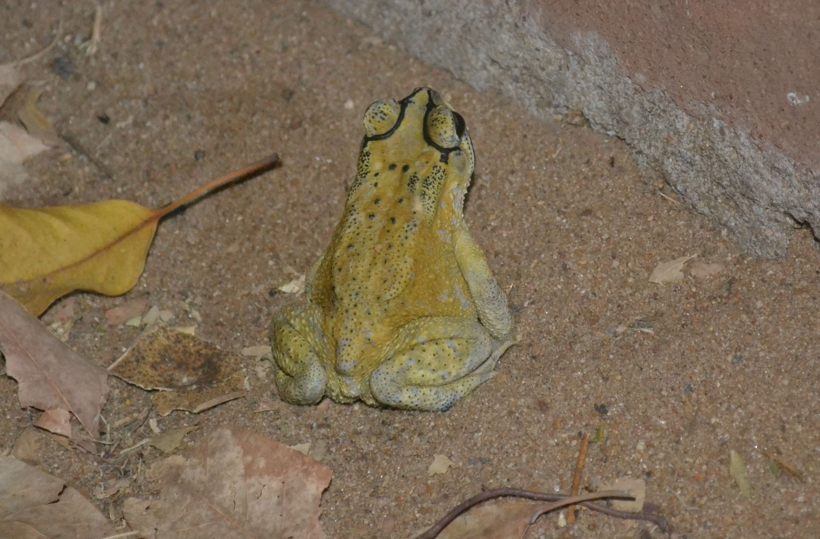 Image of asian black spotted toad