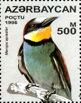 Image of bee-eater, european bee-eater