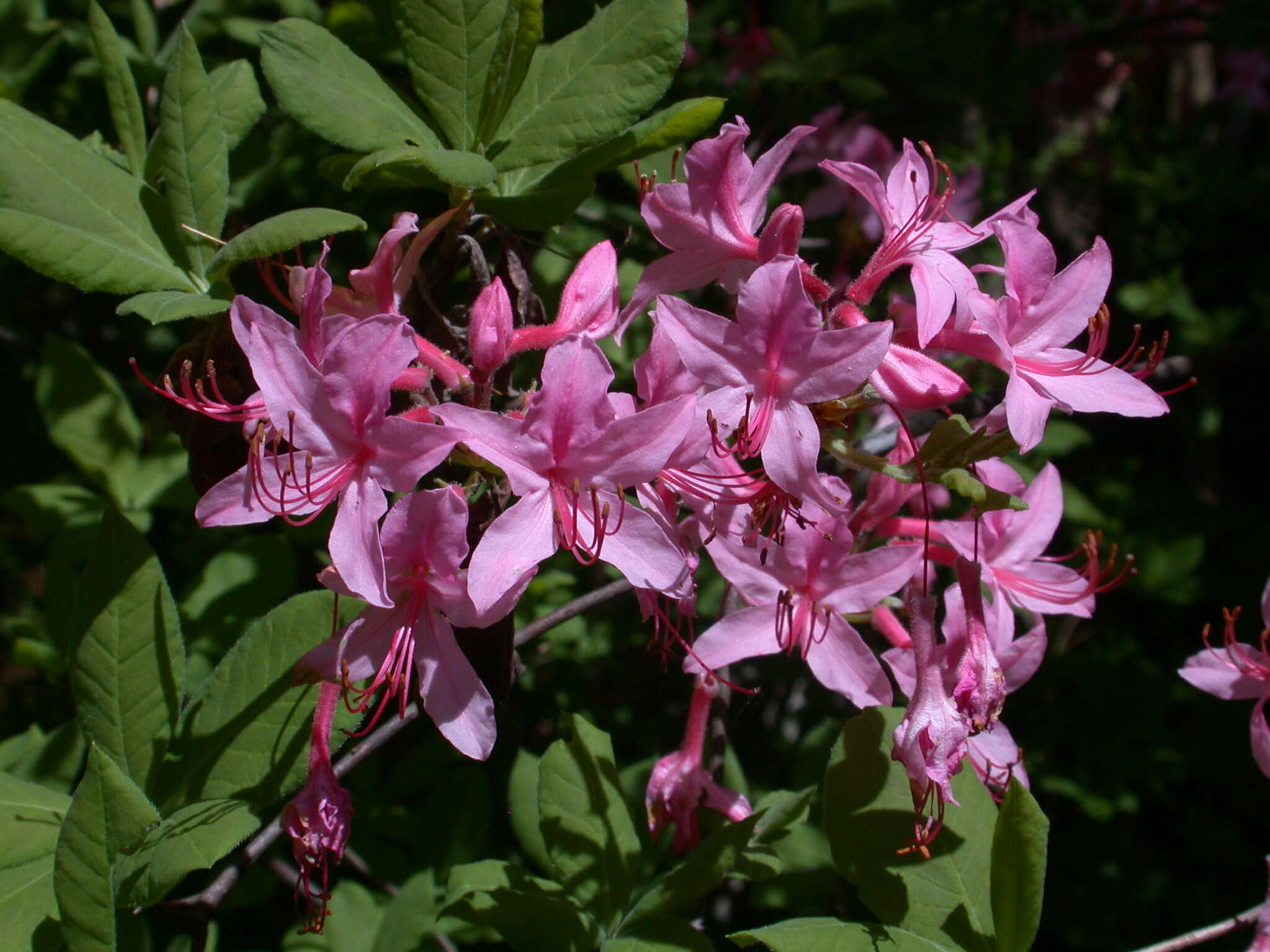 Image de Rhododendron prinophyllum (Small) Millais