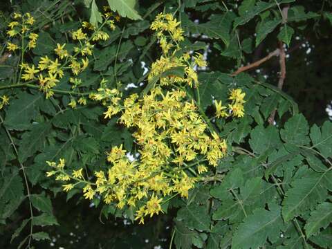 Image of Golden-rain tree