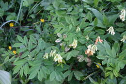 Imagem de Lathyrus laevigatus (Waldst. & Kit.) Gren.