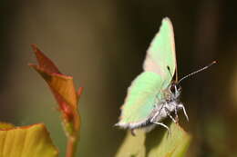 Plancia ëd Callophrys rubi (Linnaeus 1758)