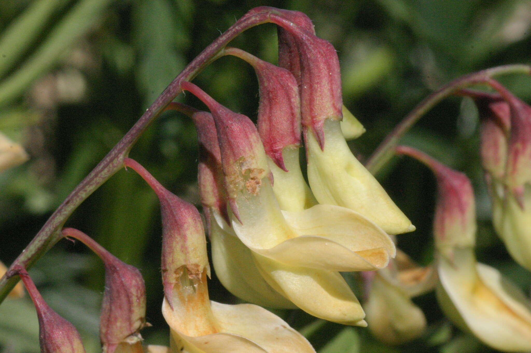 Imagem de Lathyrus laevigatus (Waldst. & Kit.) Gren.