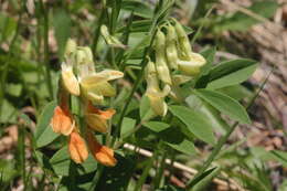 Imagem de Lathyrus laevigatus (Waldst. & Kit.) Gren.