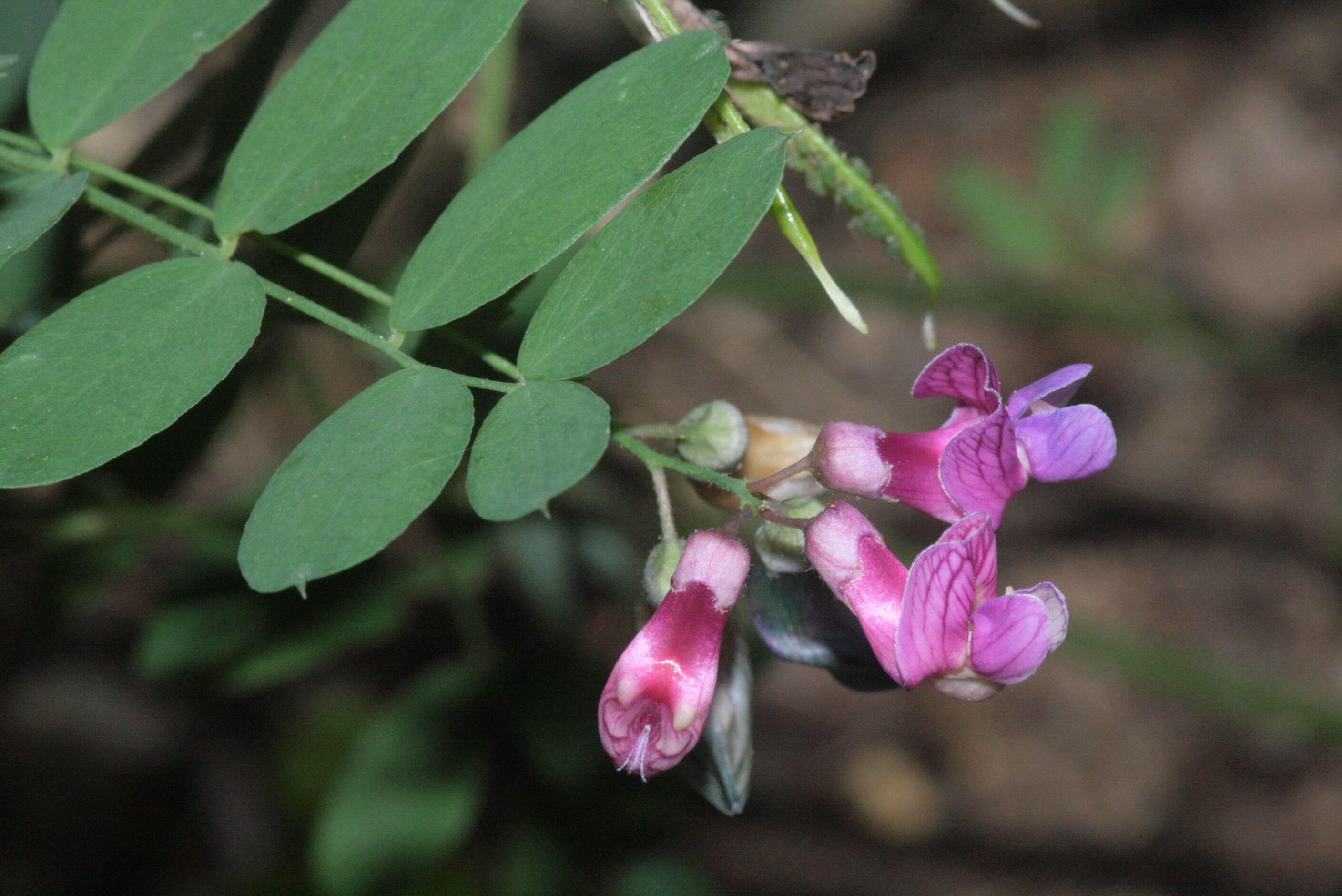 Image of Black Pea