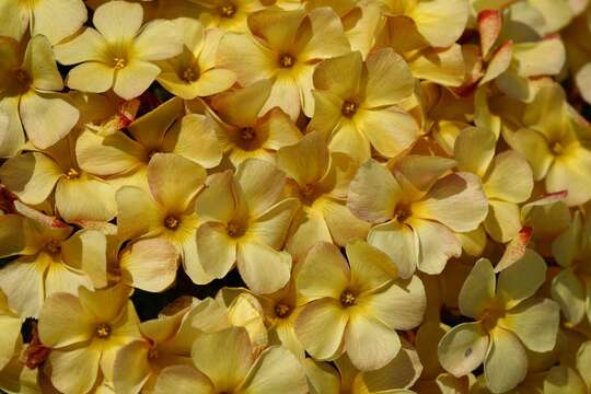 Image of Oxalis massoniana Salter