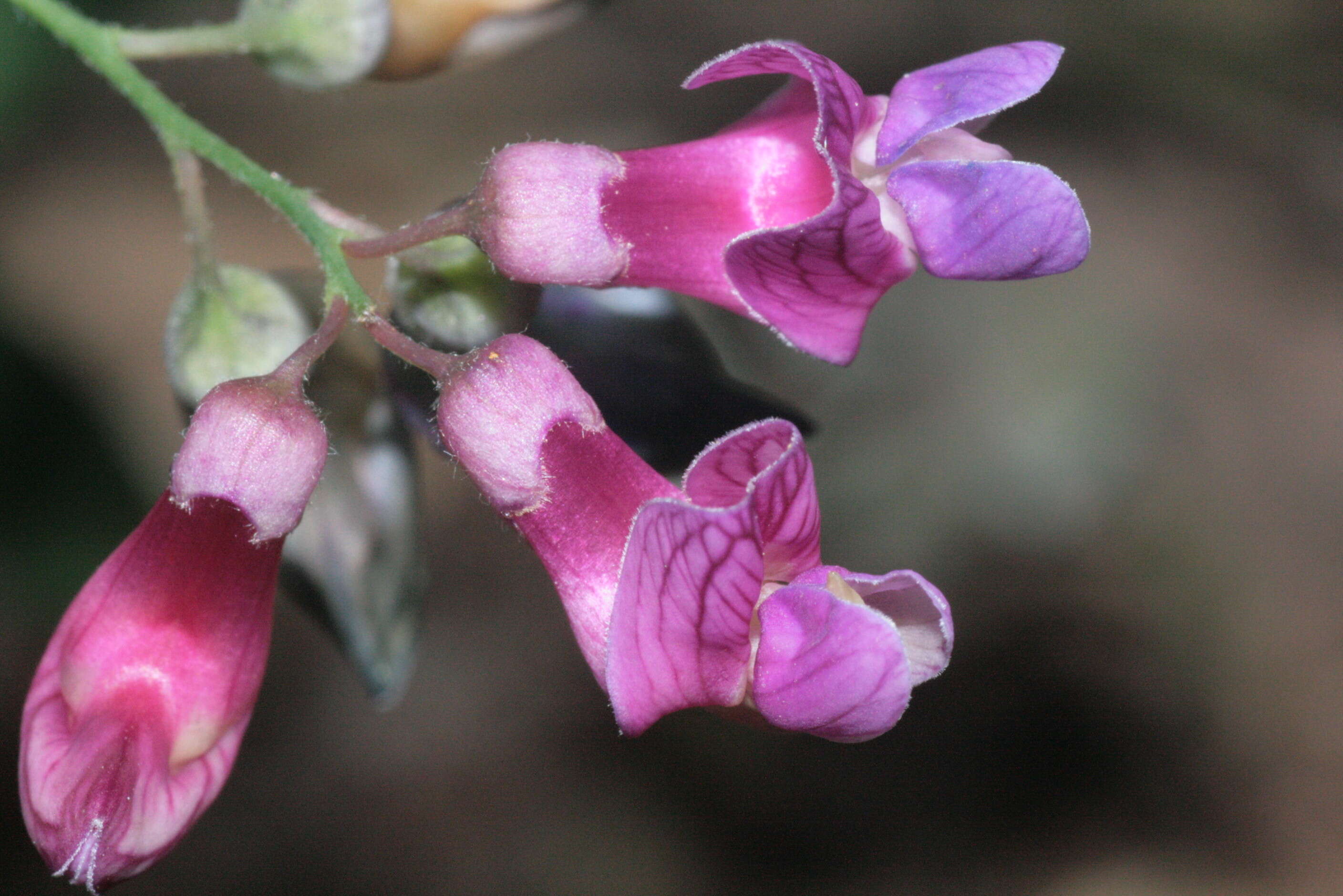 Image of Black Pea