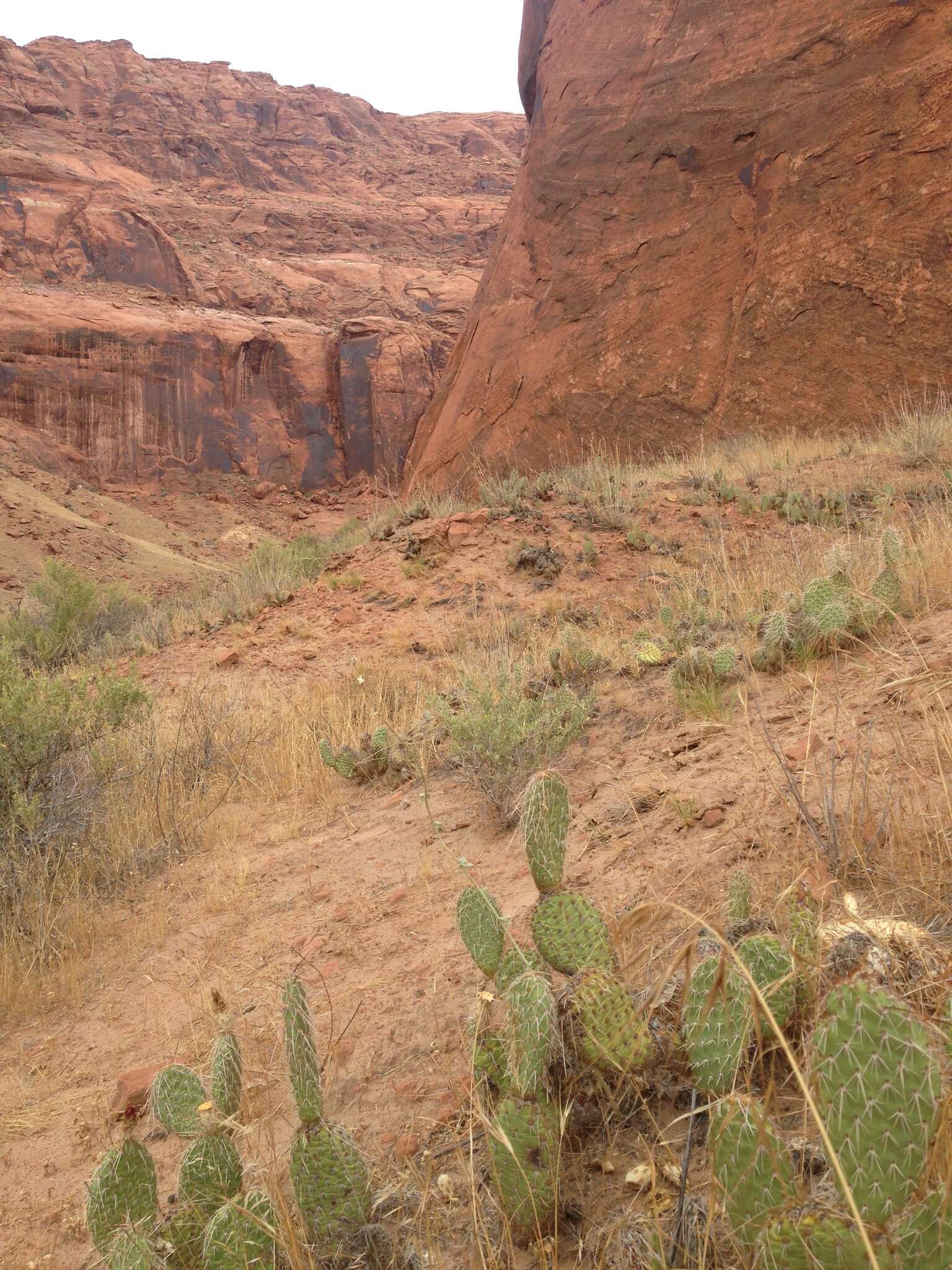 Image of Navajo Bridge pricklypear