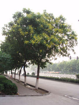 Image of Golden-rain tree