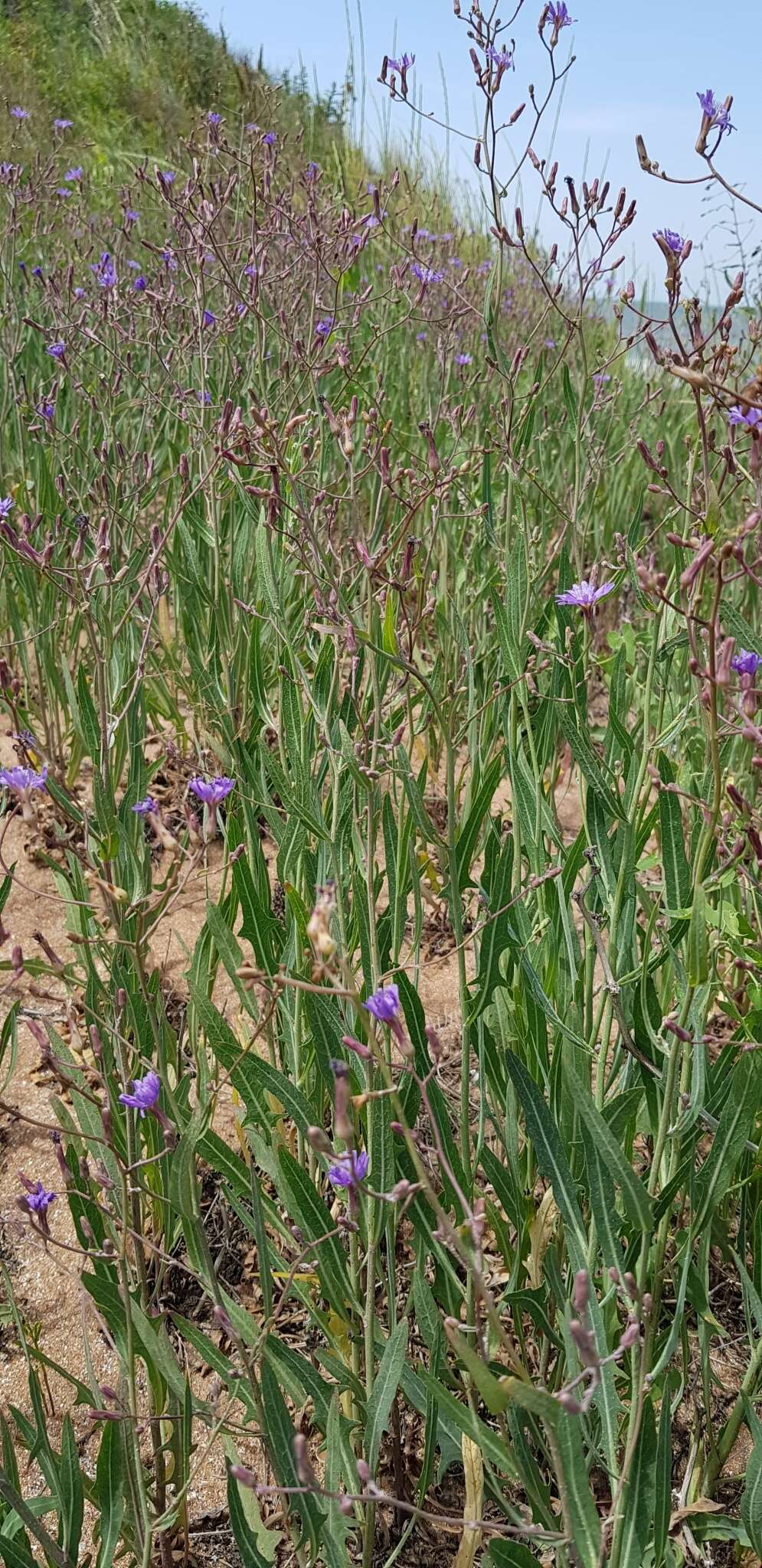 Image of blue lettuce