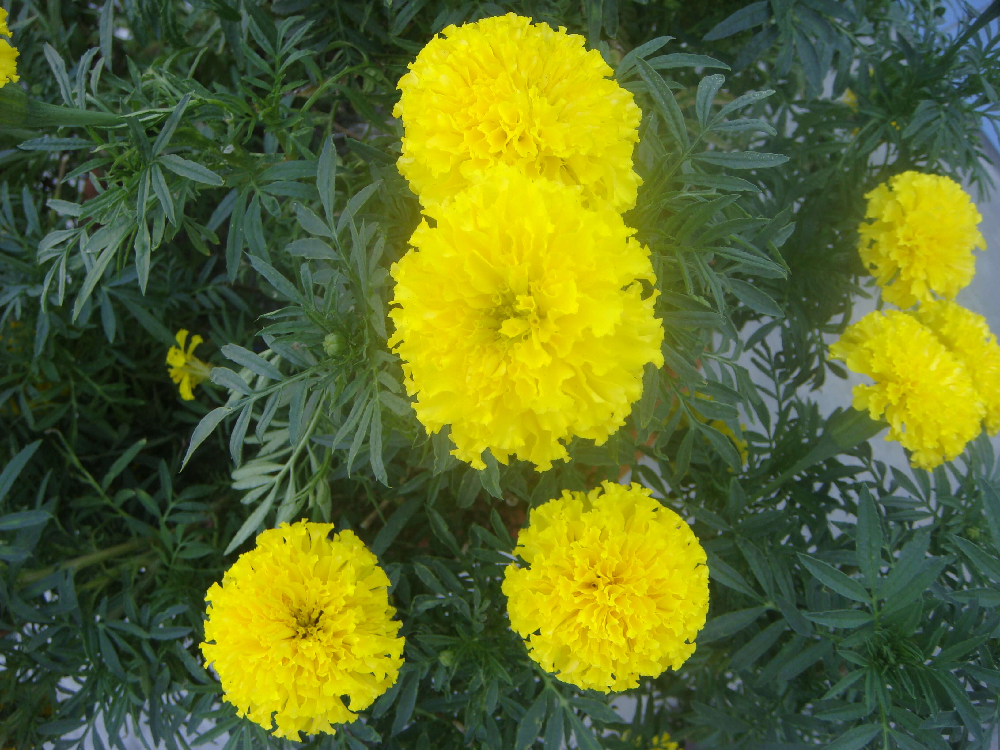 Image of French marigold