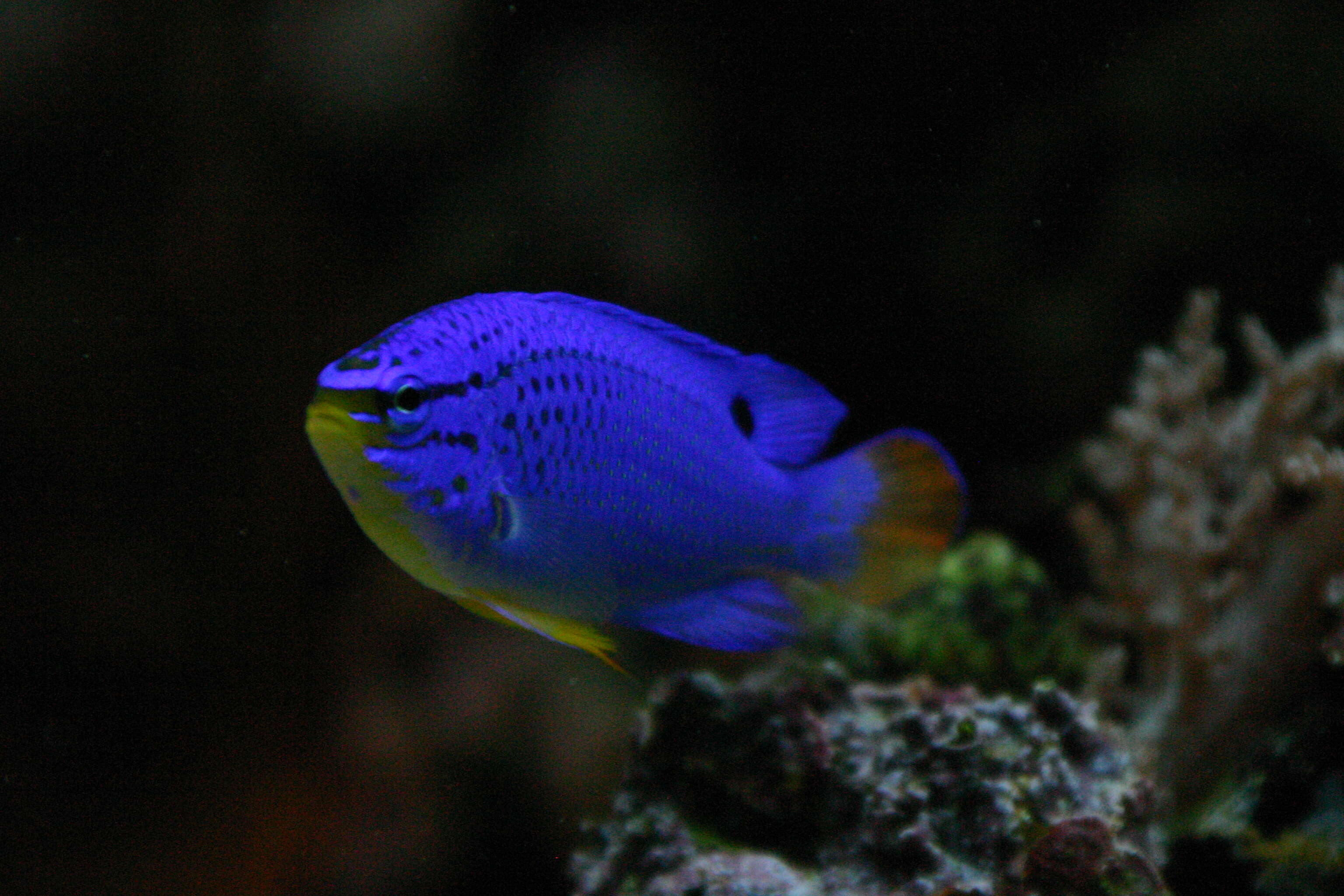 Image de Demoiselle bleue