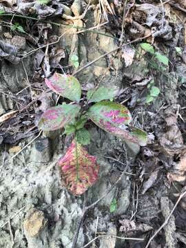 Image of Chaff-flower