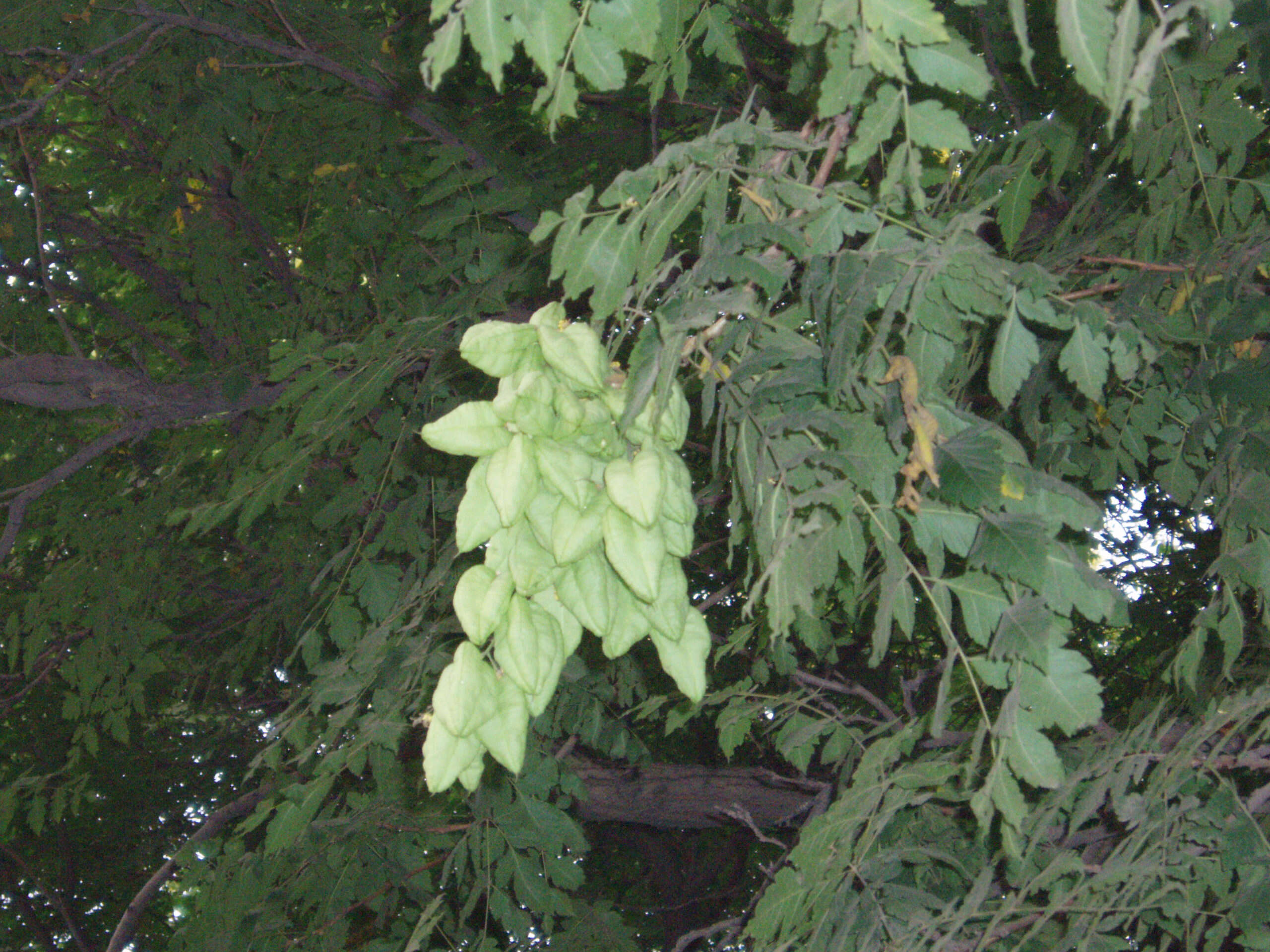 Image of Golden-rain tree