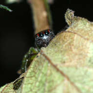 Artabrus erythrocephalus (C. L. Koch 1846) resmi