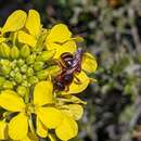 Image de Lasioglossum xanthopus (Kirby 1802)