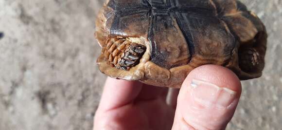 Image of Karoo dwarf tortoise