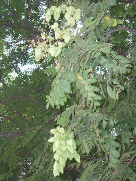 Image of Golden-rain tree