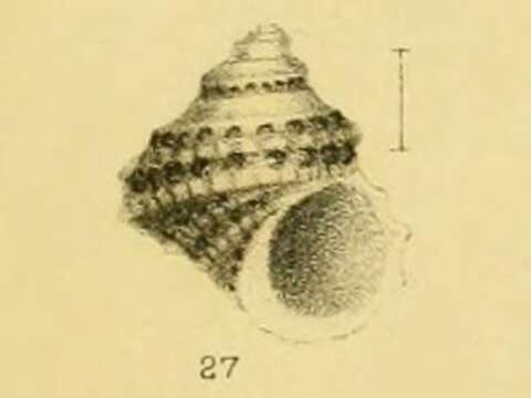 Sivun Vaceuchelus foveolatus (A. Adams 1853) kuva