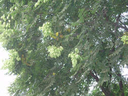 Image of Golden-rain tree