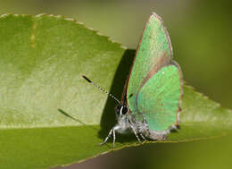 Plancia ëd Callophrys rubi (Linnaeus 1758)