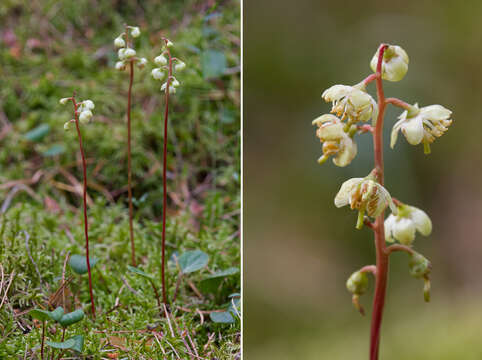 Image of greenflowered wintergreen