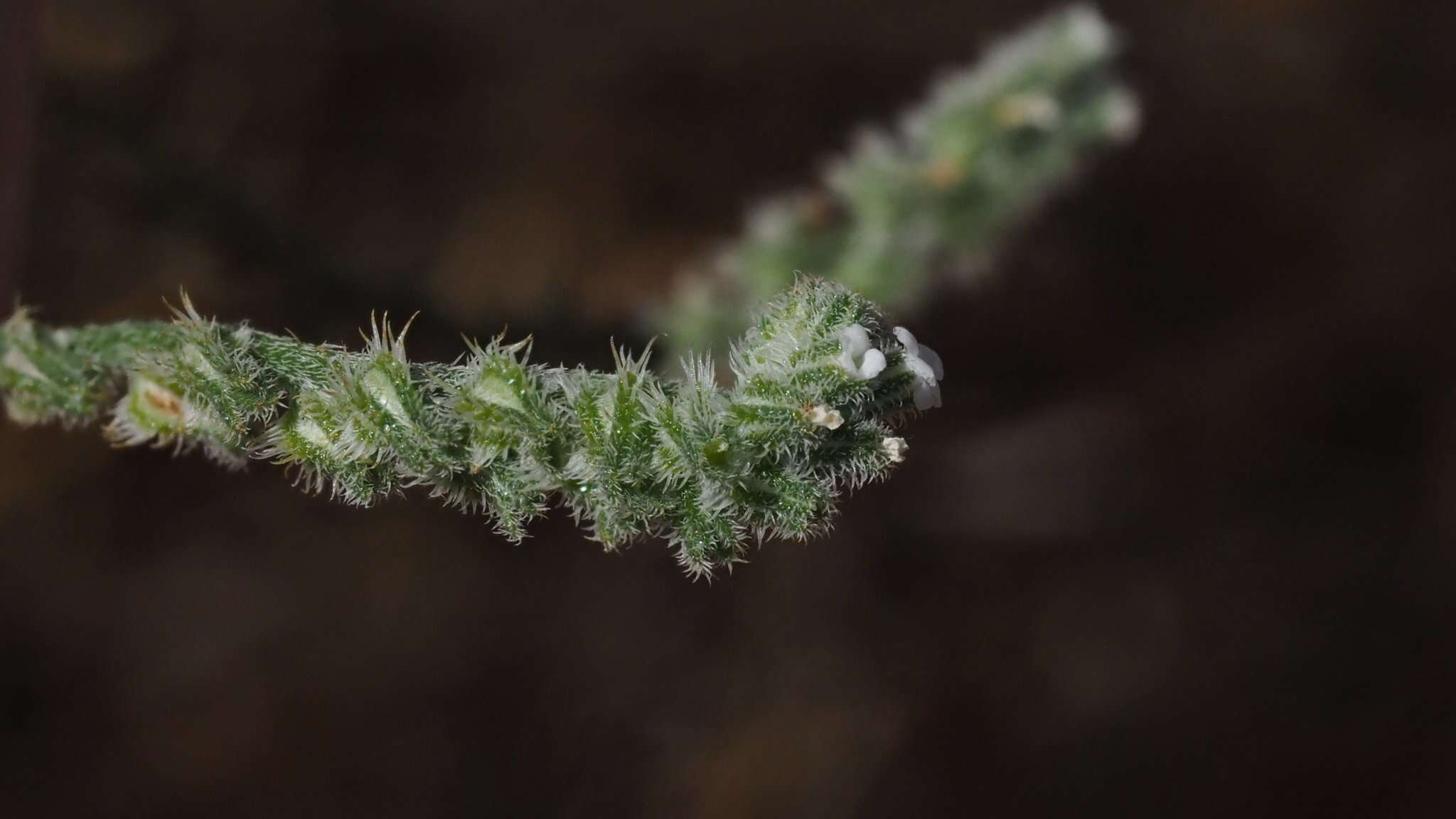 Слика од Cryptantha flaccida (Dougl.) Greene