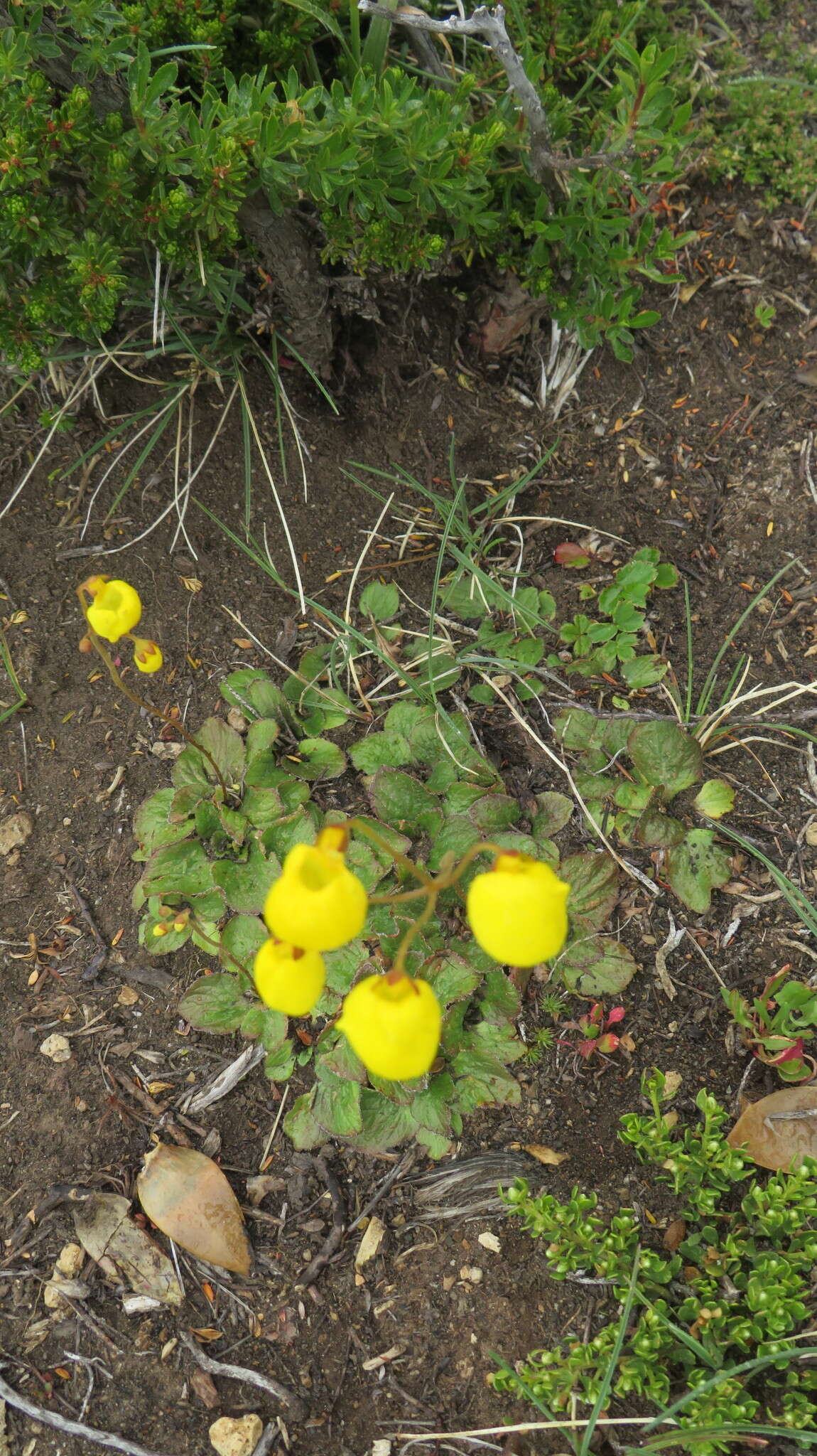 Image of Calceolaria filicaulis subsp. filicaulis
