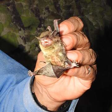 Image of Argentine Brown Bat