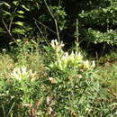 Image of Spanish Broom