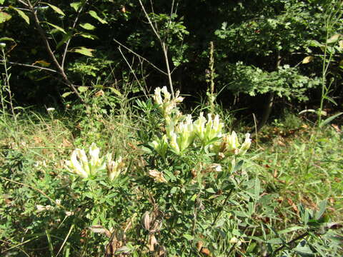 Image of Spanish Broom