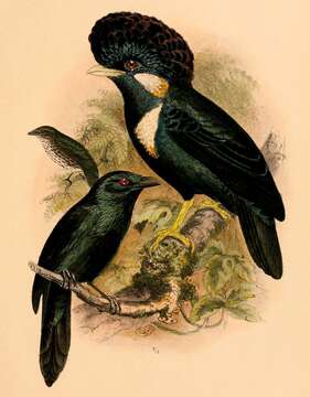 Image of Moluccan Starling