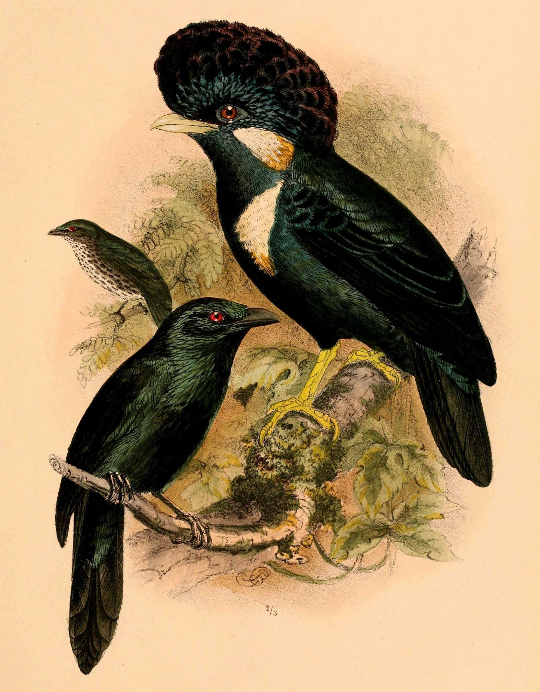 Image of Moluccan Starling