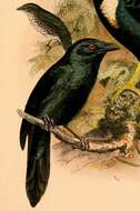 Image of Moluccan Starling