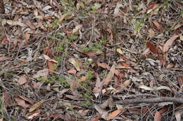 Sivun Leptospermum trinervium (Smith) J. Thompson kuva