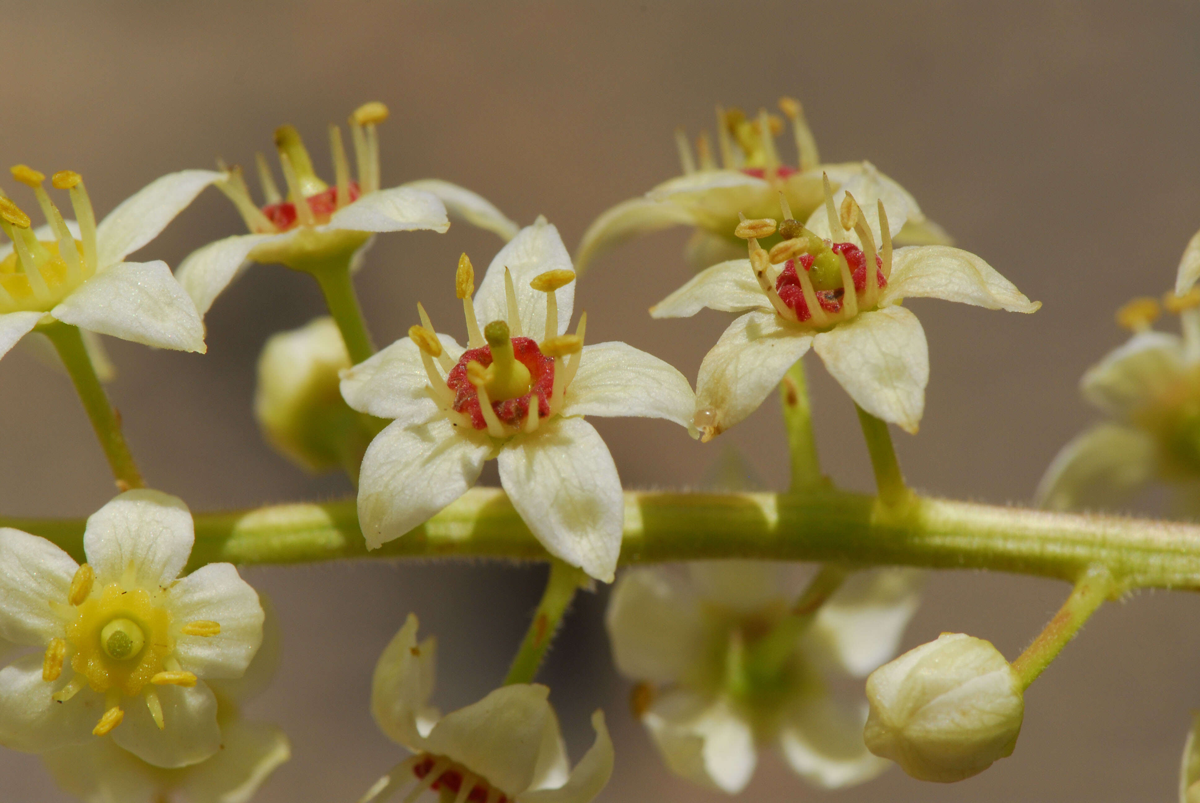 Image of frankincense