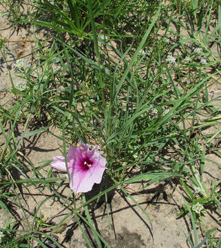 Слика од Ipomoea bolusiana Schinz