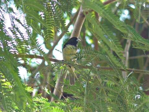 Image of Yellow-bellied Seedeater