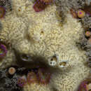 Image of Rough scallop sponge