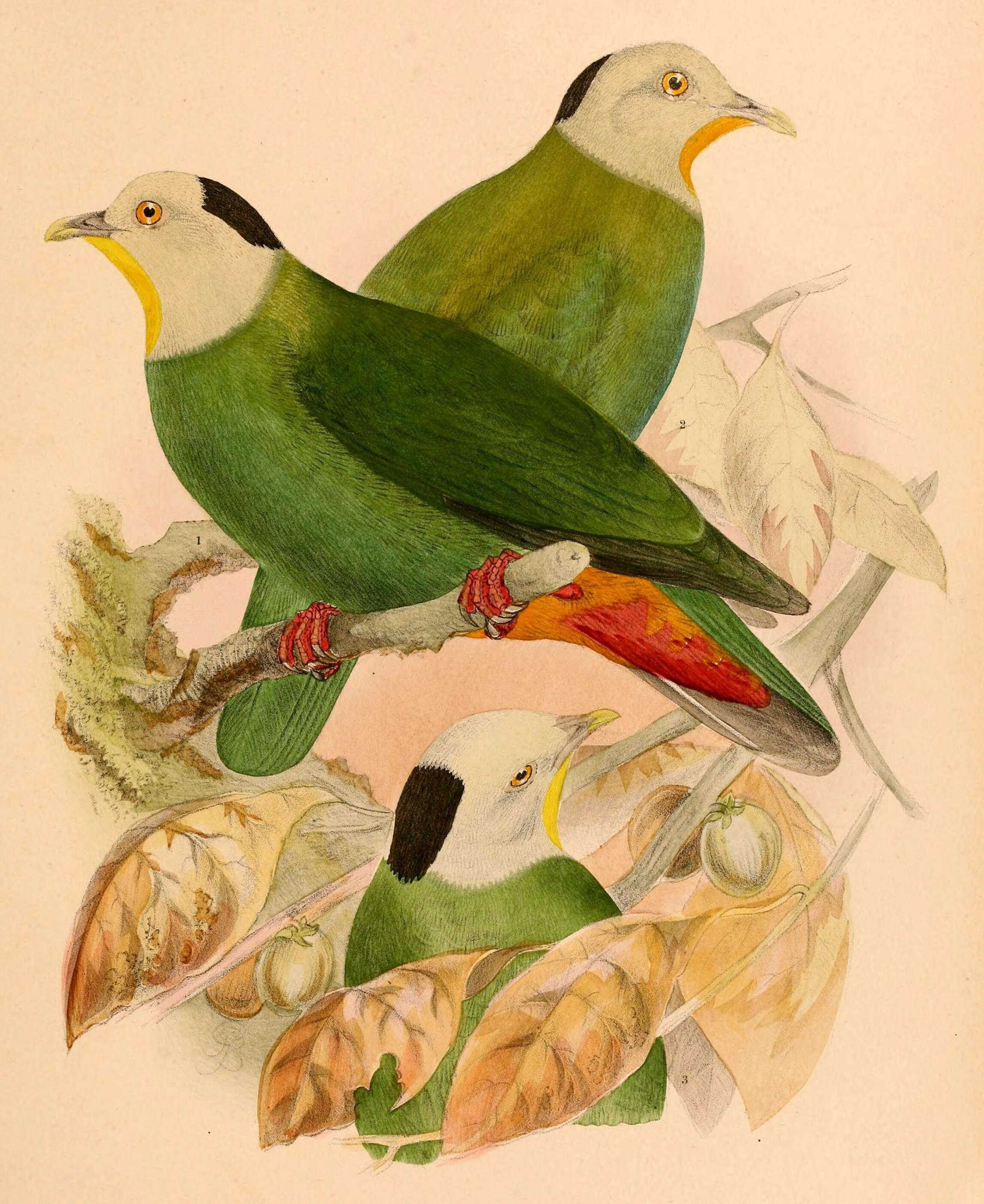 Image of Ptilinopus Swainson 1825