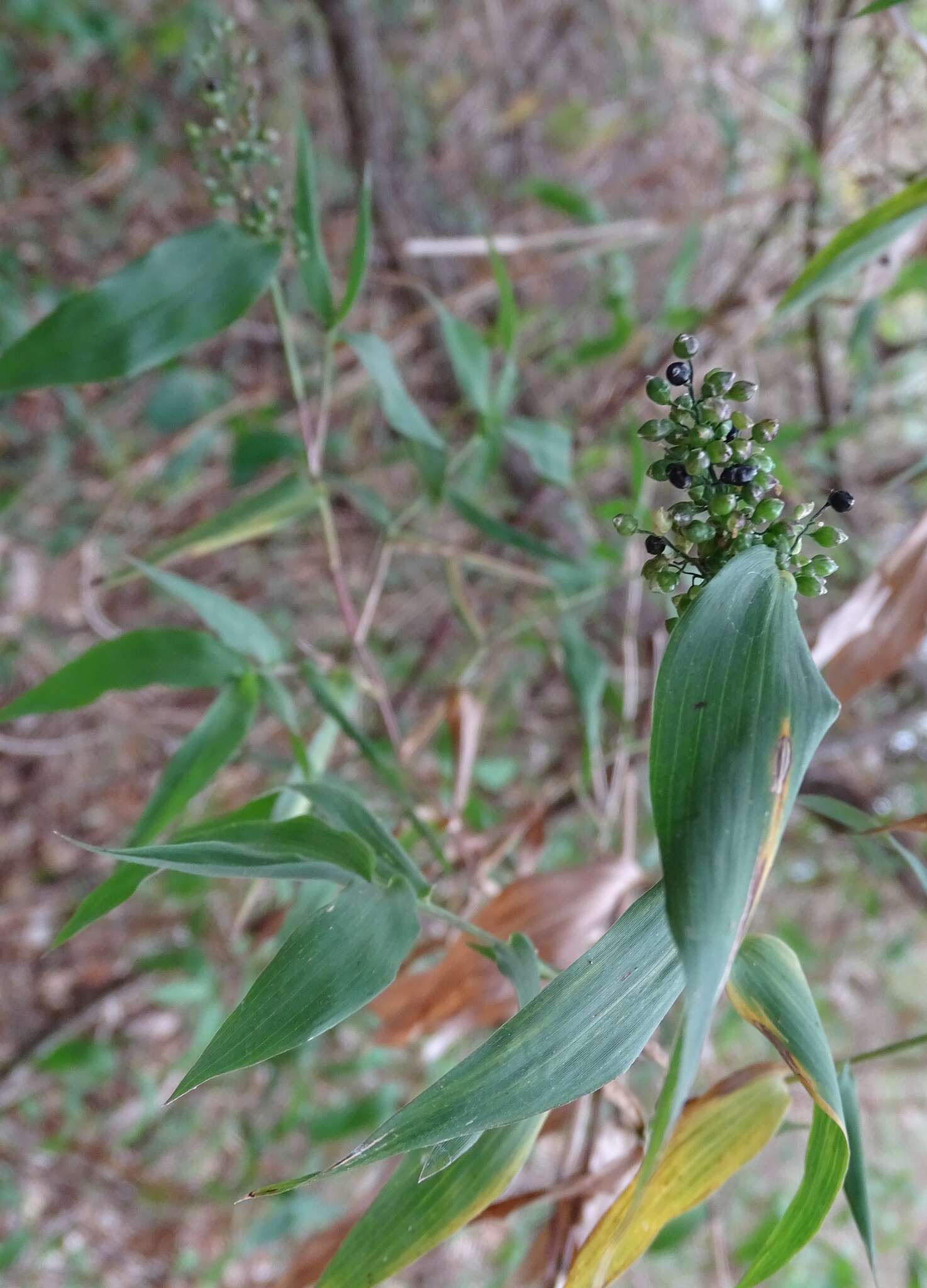 Imagem de Lasiacis ruscifolia (Kunth) Hitchc. ex Chase