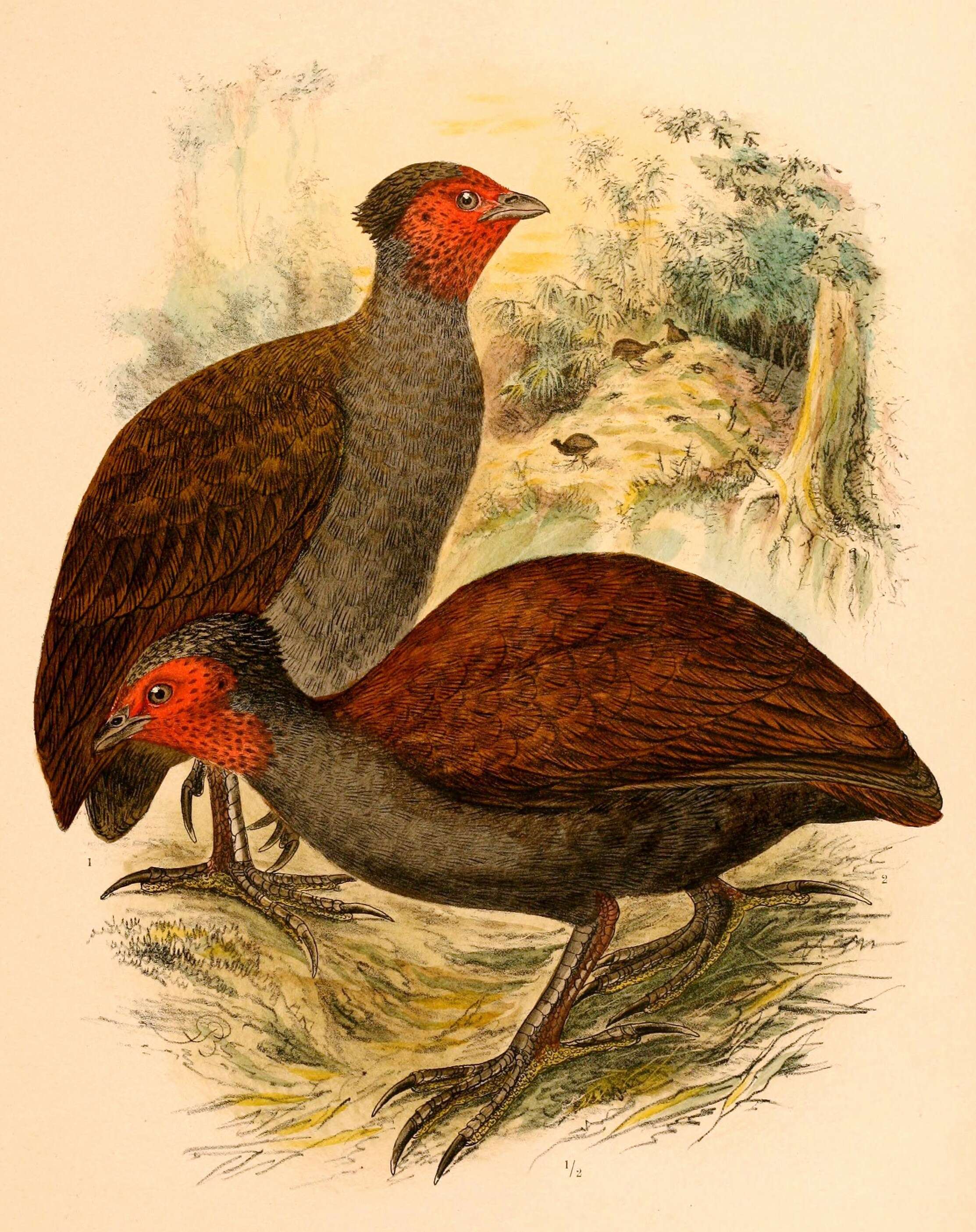 Megapodius cumingii Dillwyn 1853 resmi