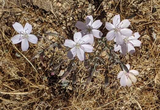 Sivun Stephanomeria exigua Nutt. kuva